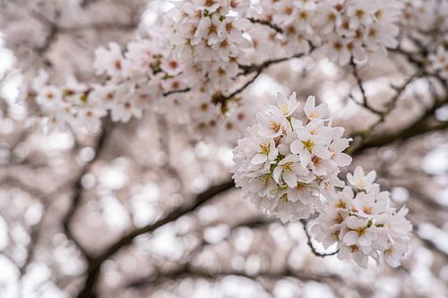 Cherry blossom with bokeh