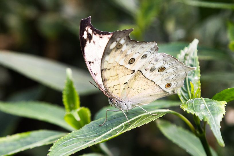 Butterfly by Robert Lindeboom