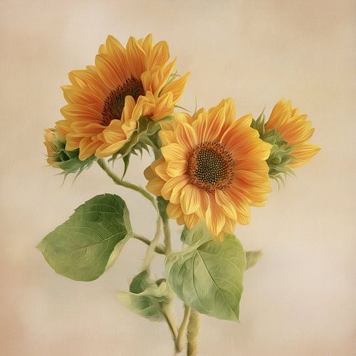 Le charme des tournesols rayonnants