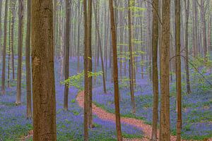 Pfad durch den Hallerbos Bluebell Wald von Sjoerd van der Wal Fotografie