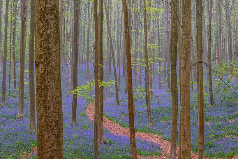 Pfad durch den Hallerbos Bluebell Wald von Sjoerd van der Wal Fotografie