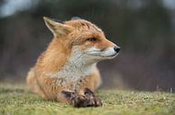 Fuchs ( Vulpes vulpes ) im Regen, aufmerksam zurückgelegte Ohren van wunderbare Erde thumbnail