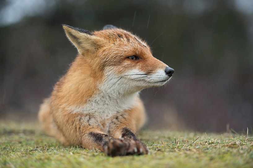 Fuchs ( Vulpes vulpes ) im Regen, aufmerksam zurückgelegte Ohren van wunderbare Erde