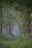 Waldweg