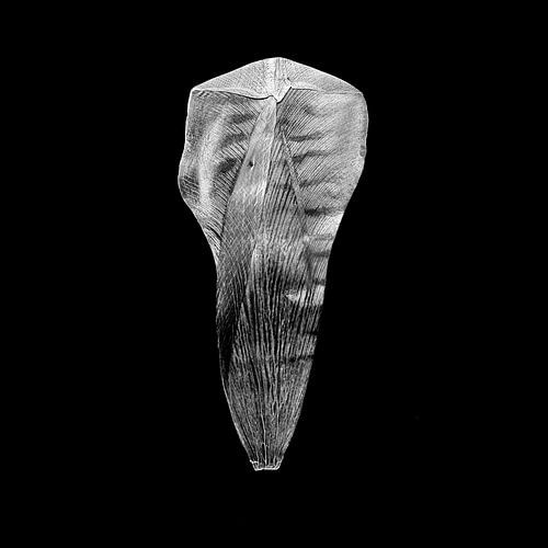 Feuille de tulipe
