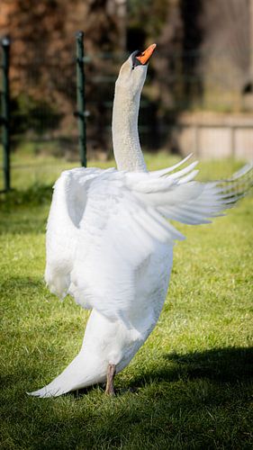 n'a pas écouté le cygne