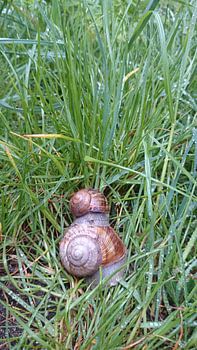 twee slakken op elkaar in het gras 
