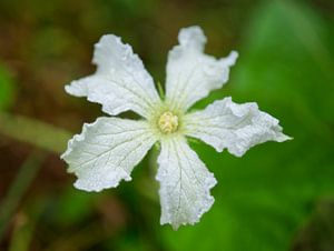 White Calabash Gourd Flower