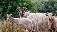 Les moutons tirent la langue. par Anjo ten Kate Aperçu