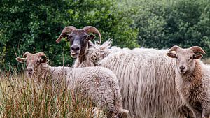 Sheep sticks out tongue.