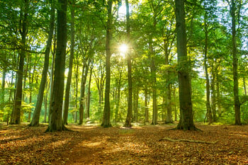 Forest love