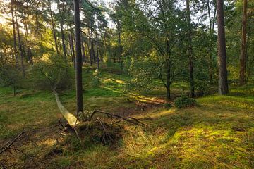 Zonsopkomst Dwingelderveld (Drenthe) van Marcel Kerdijk