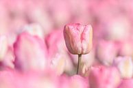 Die rosa Tulpe von Catstye Cam / Corine van Kapel Photography Miniaturansicht