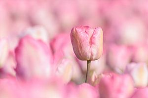 Tulipes roses sur Catstye Cam / Corine van Kapel Photography