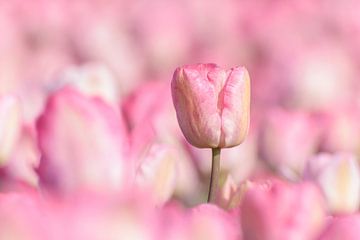 Roze Tulp van Catstye Cam / Corine van Kapel Photography