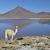 Bolivie, lama sur Harold de Groot
