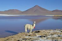 Bolivia, llama