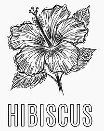 minimalist Hibiscus flower line art poster - white edition by moveit store