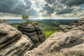 Lonely pine tree in Saxon Switzerland by Michael Valjak