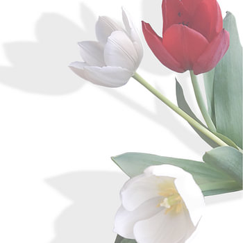 Tulpen spiekend om de hoek