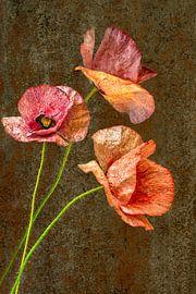 Stilleben. Mohnblume. Der Frühling. von Alie Ekkelenkamp