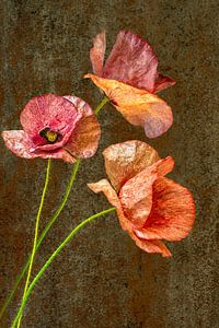 Nature morte. Coquelicot. Printemps.