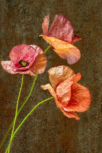 Nature morte. Coquelicot. Printemps.