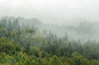 Nebelwald in der Sächsischen Schweiz von Michael Valjak Miniaturansicht