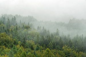 Cloud forest in Saxon Switzerland sur Michael Valjak