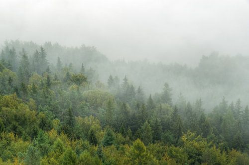 Cloud forest in Saxon Switzerland