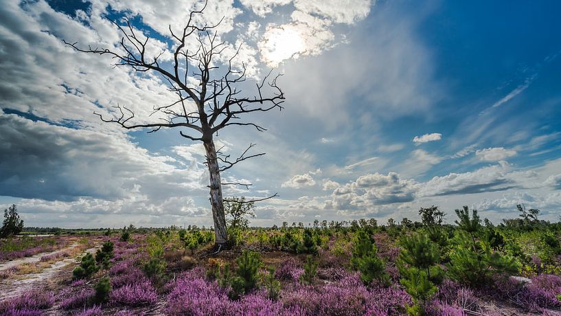 Strabrechtse heide van Harold van den Hurk