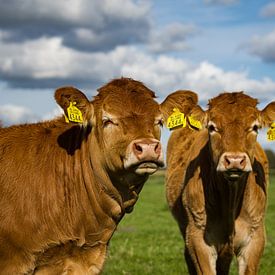 Vaches, Pré, Nuages, Pays-Bas sur Shoot2Capture2