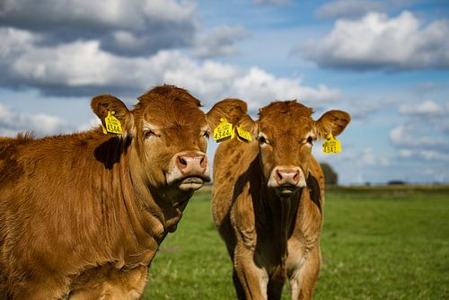 Kühe, Wiese, Wolken, Niederlande