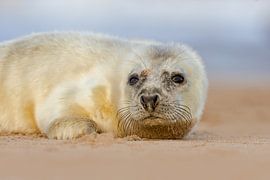 Young Grey Seal on the beach by Jeroen Stel