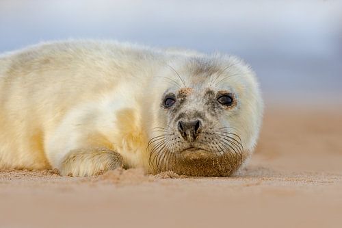 Jonge Grijze Zeehond op het strand
