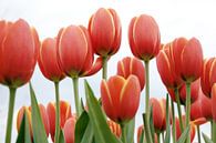 Rode tulpen in Amsterdam van Evelien Oerlemans thumbnail