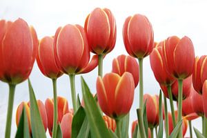 Les tulipes rouges à Amsterdam sur Evelien Oerlemans