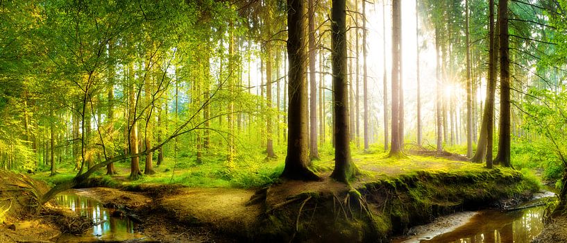 Beautiful nature by Günter Albers