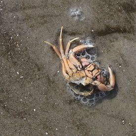 Krab op het strand van Matthias Brix