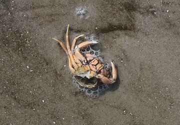 Krabbe am Strand von Matthias Brix
