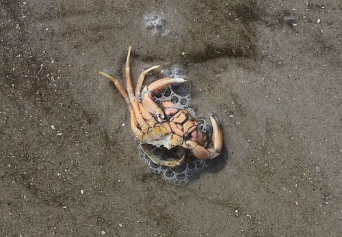 Krab op het strand