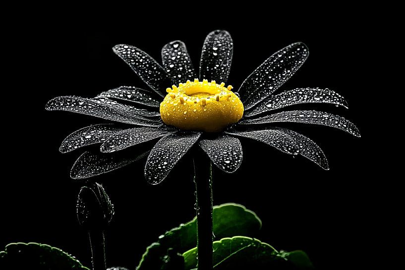 Nahaufnahme einer schwarz-weißen Blume von Art & Soul Creations
