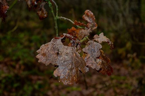 Winterse Stilte: Gedroogde Bladeren in het Bos
