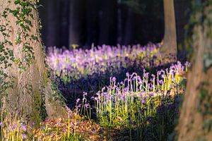 Hasenglöckchen Wald - Licht und Schatten