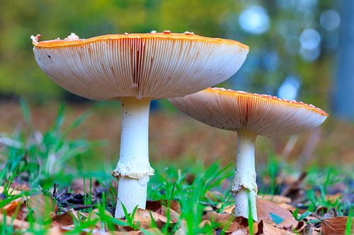 Colourful close-up of two fly agarics