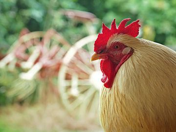 Boerderijleven - kip ik heb je! van BHotography