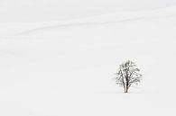 Solitaire boom in de sneeuw in Yellowstone Nationaal Park van Caroline Piek thumbnail