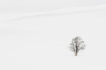 Solitaire boom in de sneeuw in Yellowstone Nationaal Park