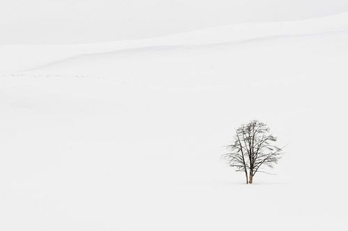 Solitary tree at Yellowstone National Park by Caroline Piek