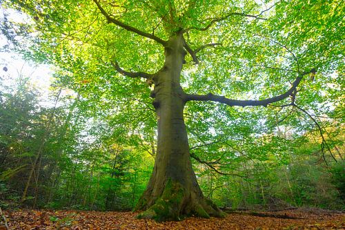 Oude beuk in een beukenbos